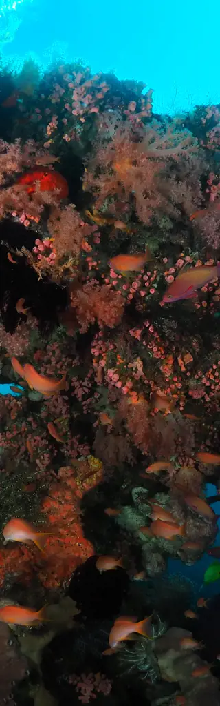 Tauchreisen Indonesien Komodo & Flores